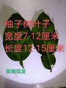 新鲜柚子树叶绿柚叶50张现摘梁平柚，树叶柑子树叶，包粑粑(包粑粑)30年老树叶