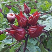 洛神花种子红桃k玫瑰，茄种籽食用花茶，花种孑阳台盆栽易种四季开花