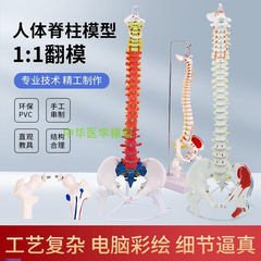 人体脊柱模型80CM成人1 w1比例自然大脊椎模型带颈椎胸椎尾椎盆