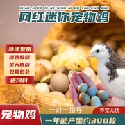 宠物鸡可孵化受精种蛋迷你网红小鸡蛋纯白礼服瓦灰德系变异受精卵
