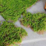 仿草坪地垫苔藓皮草坪，地毯阳台青苔植绒，摆件软装造景假山草皮草坪