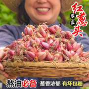 红葱头5斤大红皮干香葱头种头食用商用香料新鲜蔬菜农家小火葱头