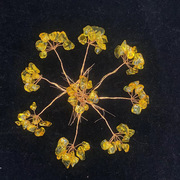 黄水晶招财树半成品花朵工艺品配件，diy手工材料铜丝拧半成品花朵