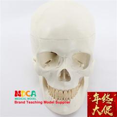 mtg00标准头骨模型美术医学艺用头骨头颅骨标本模型h