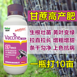 因卡波甘蔗专用叶面肥生根膨大增粗拉长拉直增甜甘蔗壮丰素抗倒伏