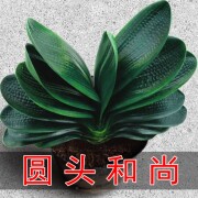 圆头和尚君子兰盆栽带花苞老苗大小苗四季花卉植物室内花绿植好养。