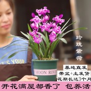 带盆土四季兰花苗玲珑紫荷开花浓香味花期带花苞好养室内花卉