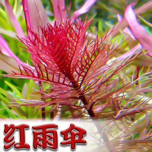 红雨伞水草鱼缸造景中后景，草缸增氧搭配红色系活体淡水植物有茎类