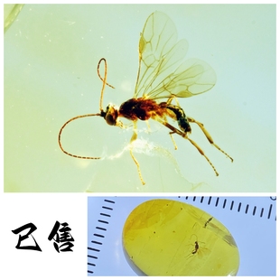 230128-1天然缅甸琥珀虫珀蜜蜂，0.7g15*12*6mm
