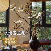 水培植物白玉兰花鲜切桃花枝室内桌面绿植带花苞花卉海棠好养干枝