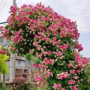 胭脂筘扣爬藤本月季花，大苗阳台庭院盆栽，植物玫瑰花卉多头勤花四季