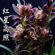 当年开花超香兰花超香春红牡丹红星高照兰花苗多肉植物阳台花卉