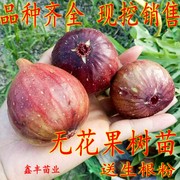 无花果树果苗果树南北方种植盆栽地栽无花果苗当年结果