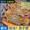 梭子蟹鲜活超大特大母蟹公蟹海螃蟹新鲜海鲜水产飞蟹红膏蟹