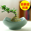 款苔藓球花盆陶瓷中式亚光桌面摆件水培米竹菖蒲水培器皿盆托