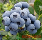 盆栽地栽蓝莓苗瑞卡蓝莓，大果北高丛大果蓝莓，果树苗口感脆甜