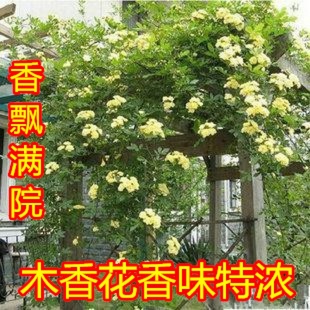 庭院阳台攀援爬藤植物花卉七里香，十里香蔷薇木香，花苗香味浓木香