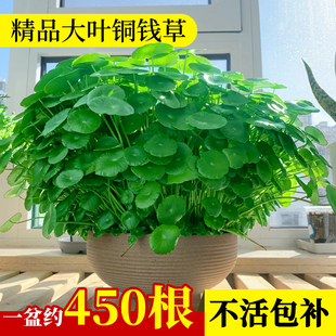 铜钱草水培植物大叶金钱，草籽客厅绿植室内盆栽，办公室花卉四季好养