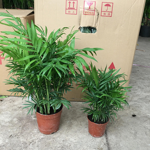 散尾葵盆栽袖珍椰子净化空气吸甲醛植物网红室内客厅大型绿植凤尾