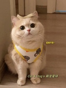 猫咪衣服金渐层秋冬薄绒背心套头保暖服宠物春秋服装狗狗衣服可爱