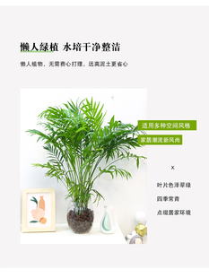 水培植物袖珍椰子小椰子树椰子绿植四季常青客厅办公室桌面好养活