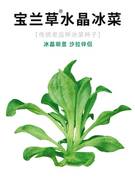 水晶冰菜种子盆栽蔬菜种籽种冰草苗四季秋冬季菜种籽大全冰莱种孑