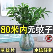 水培驱蚊竹柏水养植物，盆栽绿植室内花卉，客厅办公桌好养四季常青