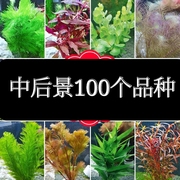 中后景水草有茎鱼缸造景阴性增氧活体植物易养活沉木莫斯淡水