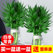 富贵竹水培植物水养带根花卉绿植绿萝室内盆栽转运竹子观音竹花瓶
