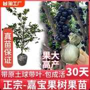 嘉宝果苗树四季红妃艾，斯卡沙巴台湾树葡萄苗果树带果盆栽当年结果