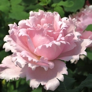法国玫瑰索菲罗莎大花浓香月季，花苗四季开花阳台庭院耐寒抗病