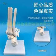 脚关节模型脚部骨骼模型足关节足骨脚骨模型脚部解剖结构1 1k