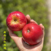 新西兰红玫瑰苹果 为主 当季新鲜苹果姬娜果10枚水果代发