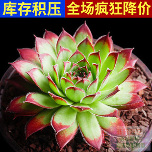 观音莲多肉植物，组合绿植花卉盆栽，大颗好养办公桌面新手带盆肉肉