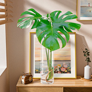 水培植物老桩龟背竹水养盆栽，吸甲醛净化空气室内客厅办公水生绿植