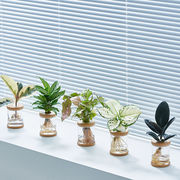 水培植物办公室桌面绿植摆件室内发财树春羽水养小盆栽，净化空气花
