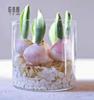 水培玻璃花盆圆形正方形透明郁金香，种球水养植物器皿花瓶迷你鱼缸