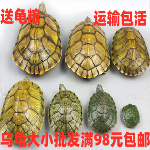 大小巴西龟苗外塘乌龟活物宠物龟绿龟，七彩龟小甲鱼水龟观赏彩色龟
