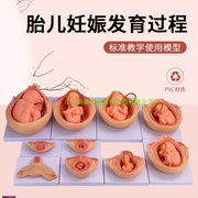 人体胚胎发育模型妊c娠胚胎发育过程怀孕十月胎儿模型10部件