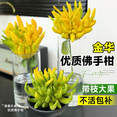 金华佛手柑水培植物鲜佛手果室内办公室绿植带枝水养闻香干放摆件