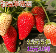 牛奶香蕉草莓苗盆栽甜宝草莓苗桃熏四季种植地栽南北方果树苗