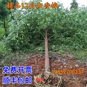 香樟树苗樟木树苗大树小叶香樟四季常青驱蚊虫南北方种庭院风景树