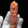 24春季七彩宝石玉米种子网红小玉米血丝玉米粉彩玉米龙鳞玉米种子