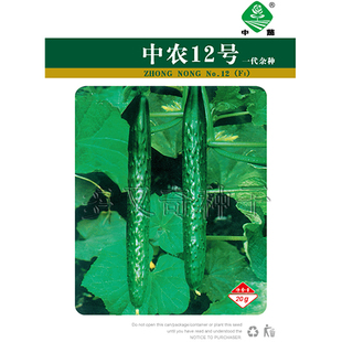 中农12号黄瓜种子 春播深绿青瓜种子质脆味甜抗霜霉白粉黑星枯萎