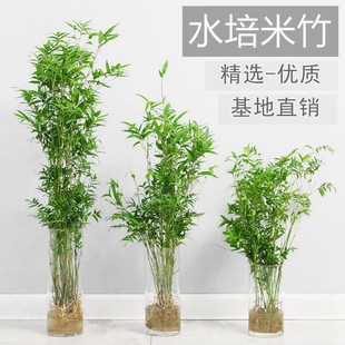 水培植物米竹室内盆栽富贵竹，南天竹盆景绿植小叶百合竹子花卉好养