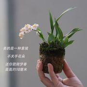 带花苞客厅兰花室内植物，盆景兰心兰梦观创意文香台苔迷你花小玉窗