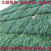 工地草坪草籽绿化工程，道路护坡小区草种草坪，矿山复绿种子