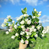 虎头浓香茉莉花盆栽带花苞阳台庭院花园耐晒多年生绿植带香味花卉