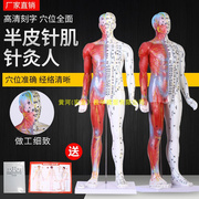 针灸人体模型带解剖人体针灸中医经络穴位人体模型85CM送针灸图