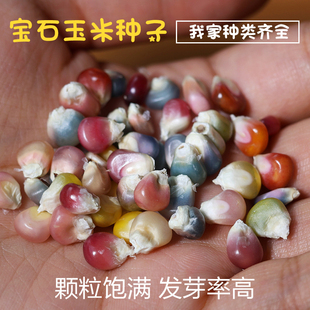 文玩玉米血丝宝血种子 七彩玻璃彩色宝石玉米种籽
